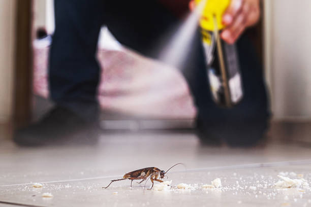 Best Rat Extermination Near Me  in Desert Edge, CA